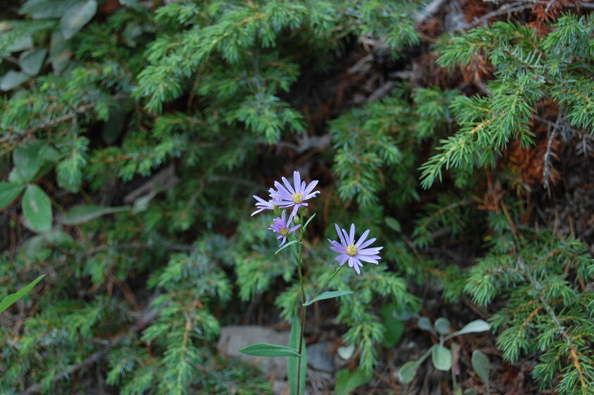 Purple wildflowers blooming in front of green foliage.