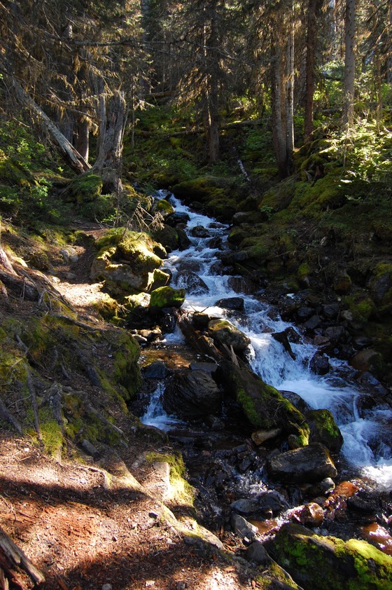A clear, freshwater stream winds through a dense, green forest. Sunlight filters through the leaves of the tall trees, casting dappled light on the forest floor.