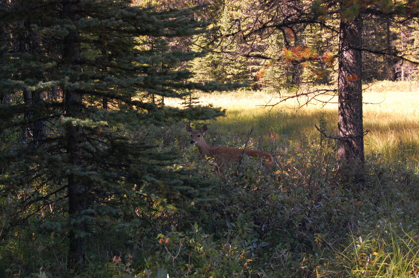 A wild deer with large ears and brown fur, standing alert in a green forest.