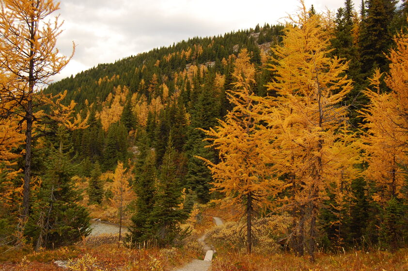 Sunlight filters through the branches of tall larches as a path winds through a dense autumn forest. The larches boast needles of a brilliant yellow.