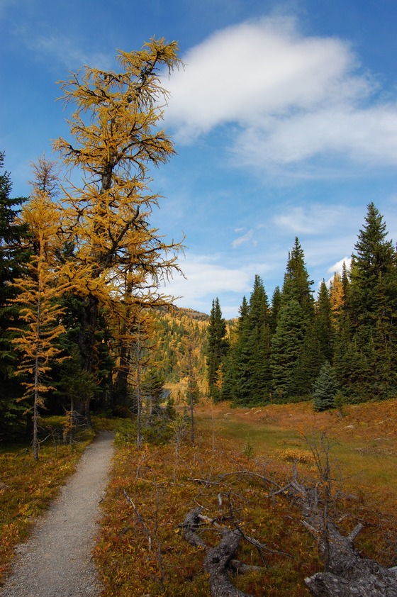 A fall scene of a forest path with colorful leaves on the ground. The path leads towards a large tree in the background.