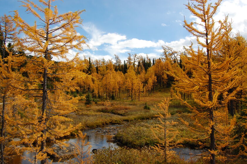 Sunlight filters through the leaves of tall trees lining a crystal-clear stream.