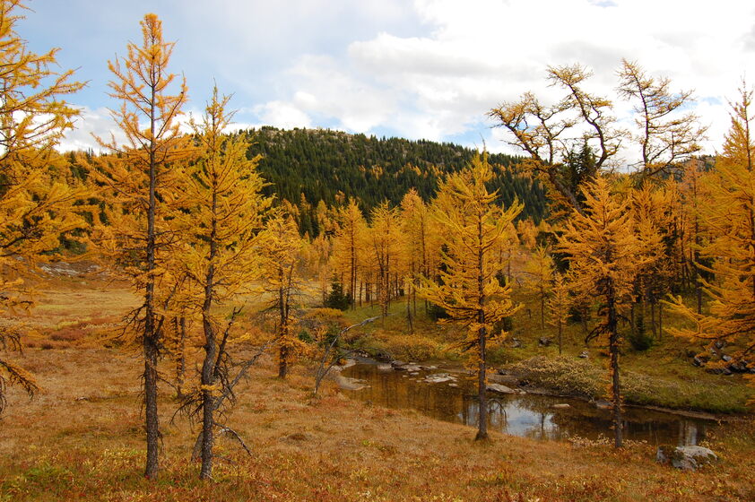 Larch trees, with their golden needles, line the banks of a stream in a scenic autumn landscape.