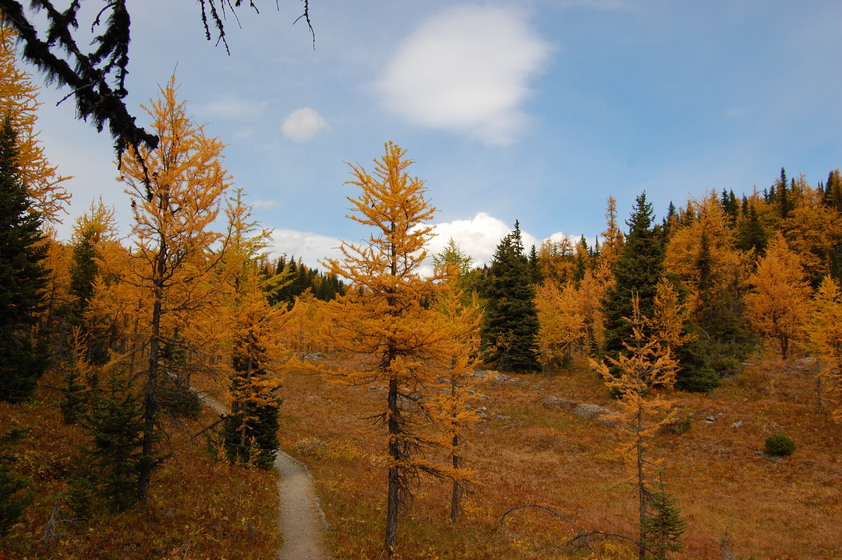 A winding dirt trail leads through a forest of bright yellow trees.