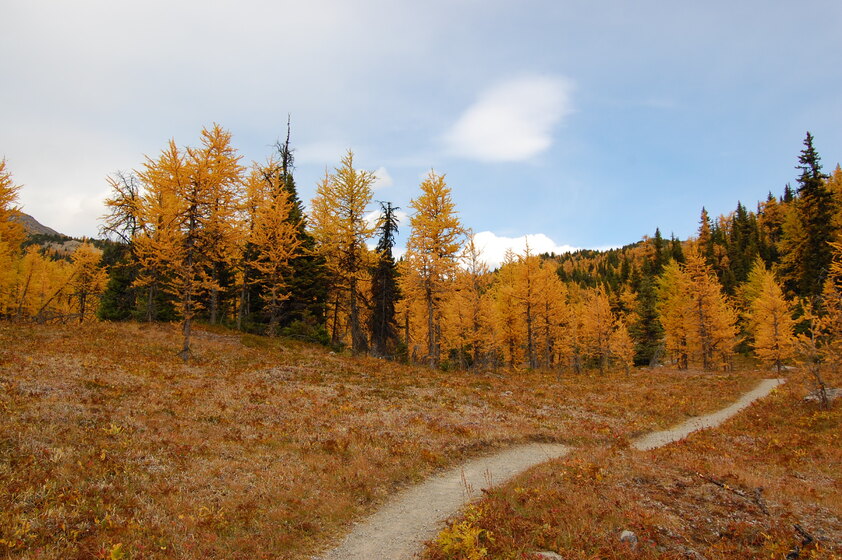 A narrow path through a grove of trees with brown leaves on the ground.