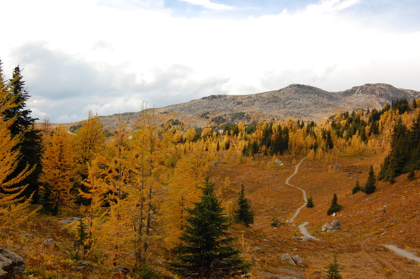 A hiking trail disappearing into a thick forest with a backdrop of mountains.