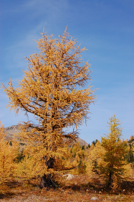 Golden larch trees against a clear blue sky in an autumn landscape.