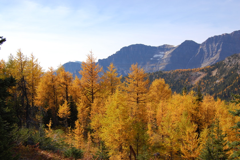 Autumnal forest with golden larch trees against a backdrop of mountains under a clear blue sky.