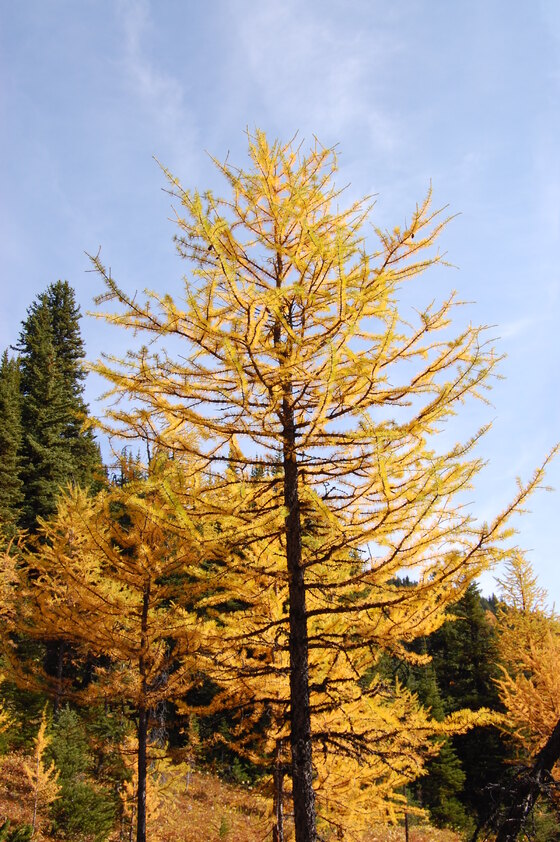 Autumn scene with several tall coniferous trees displaying golden-yellow needles against a blue sky.