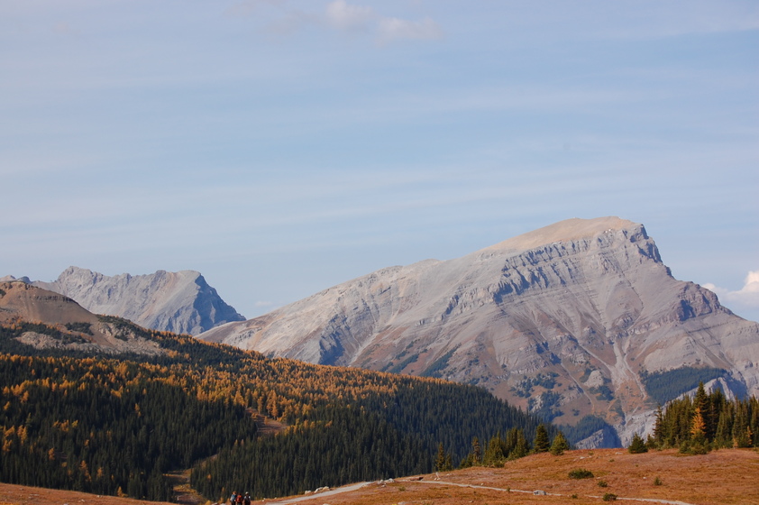 Mountain landscape with pine trees in the foreground and a clear blue sky in the background.