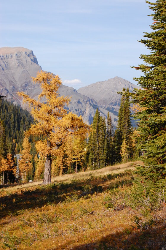 A landscape photo showing a tall tree with golden-yellow leaves surrounded by green coniferous trees and shrubs. The background consists of mountains and a clear blue sky.