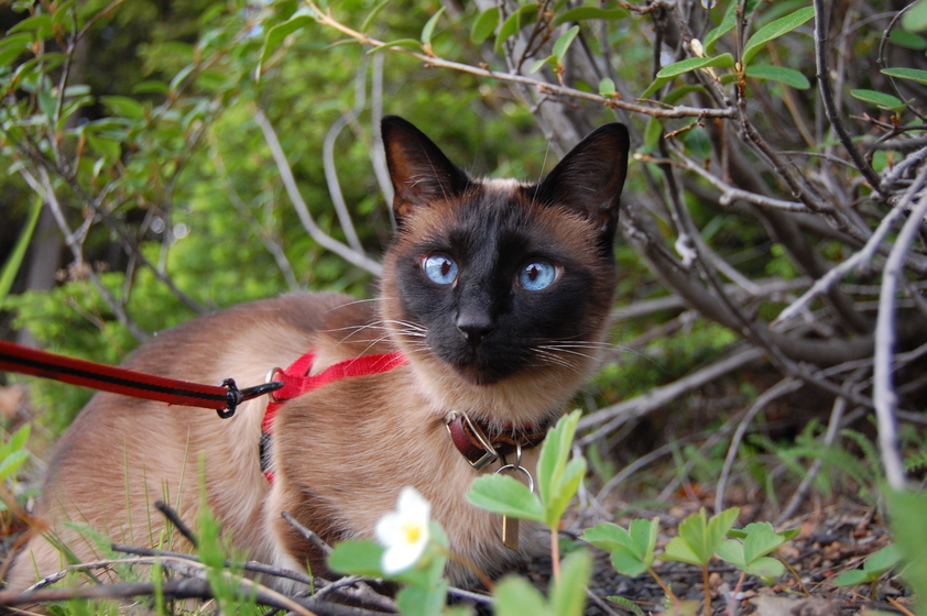 A Siamese cat named Skittles with striking blue eyes, wearing a red harness, sits amidst green foliage, looking alert and curious.