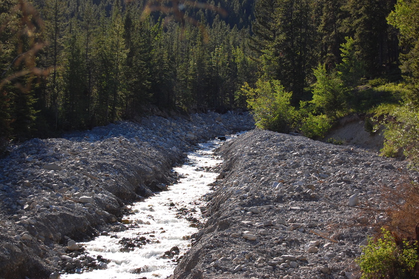 A rushing stream flows through a rocky valley surrounded by tall evergreen trees, with a bear and cub in the distance.