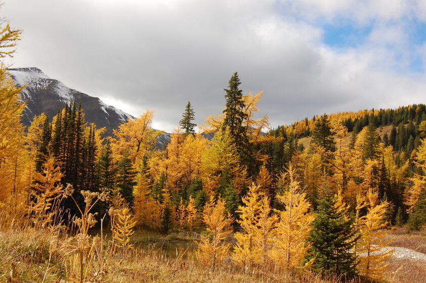 Autumn landscape with golden larch trees surrounding a pond, set against a backdrop of mountains under a cloudy sky.