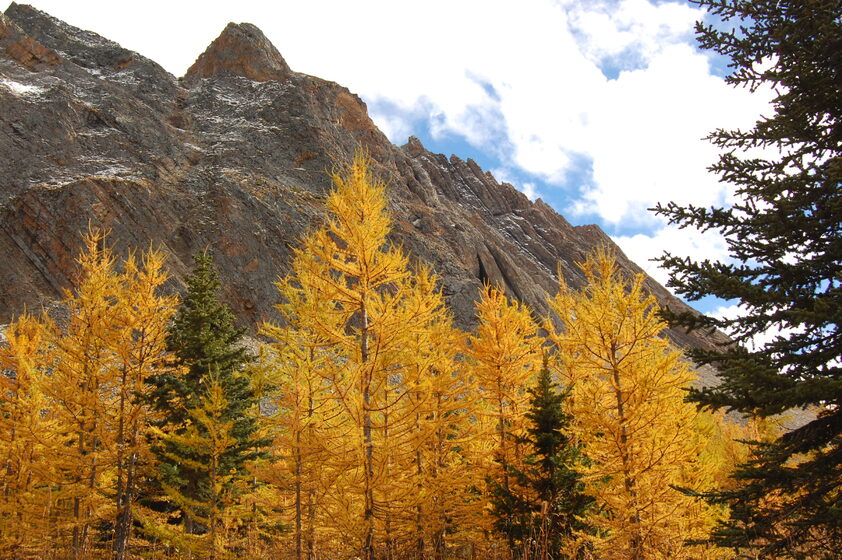 Golden larch trees in a mountainous landscape during autumn with yellow foliage against a rocky backdrop under a cloudy sky.