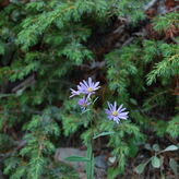 Purple wildflowers blooming in front of green foliage.