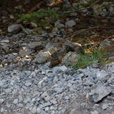 A small chipmunk sitting among rocks and grass in a forested area.