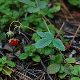 A close-up photo showing green leaves and a small red berry on a forest floor.