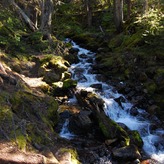 A clear, freshwater stream winds through a dense, green forest. Sunlight filters through the leaves of the tall trees, casting dappled light on the forest floor.
