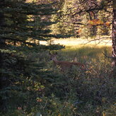 A wild deer with large ears and brown fur, standing alert in a green forest.