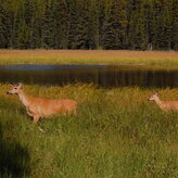Close-up of two deer in a field. The deer are standing alert in a grassy field with a lake in the background. There are trees around the lake.