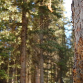 A close-up of a spider web, showing the delicate strands of silk that make it up. The web is hanging from a tree branch.