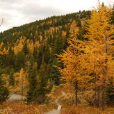 Sunlight filters through the branches of tall larches as a path winds through a dense autumn forest. The larches boast needles of a brilliant yellow.
