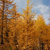 Coniferous trees with bright yellow foliage in a fall season forest.