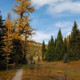 A fall scene of a forest path with colorful leaves on the ground. The path leads towards a large tree in the background.