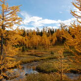 Sunlight filters through the leaves of tall trees lining a crystal-clear stream.
