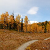 A narrow path through a grove of trees with brown leaves on the ground.