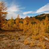 Fall foliage creates a colorful path through the woods.