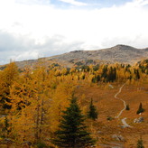 A hiking trail disappearing into a thick forest with a backdrop of mountains.