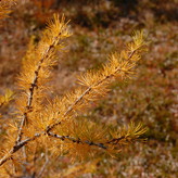 Close-up of golden larch tree branches against a blurred background.