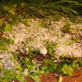 A close-up photo of a pile of hail on the ground. The hail stones are various sizes and appear translucent.