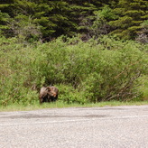 A moose standing near the edge of a road, grazing on vegetation next to dense bushes and trees.